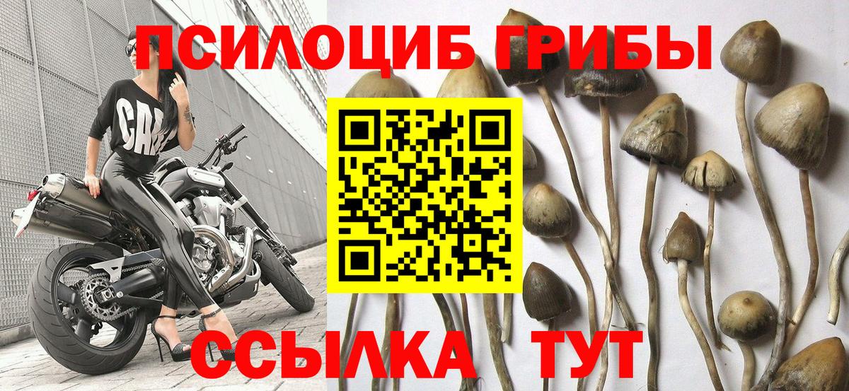 Ступино  дарнет шоп  Вход с VPN  Псилоцибиновые грибы Cubensis 